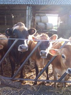 cattle at strethall farm